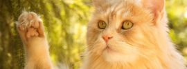 Сибирский рыжий кот
