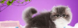 Серая персидская кошка