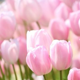 Нежно розовые тюльпаны