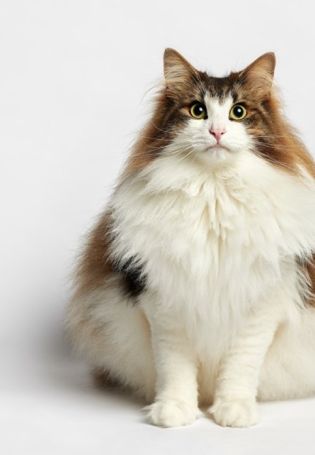 Трехцветная сибирская кошка