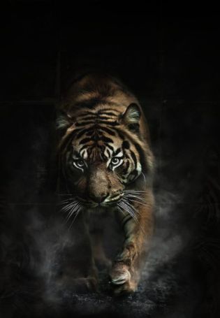 Тигр на заставку телефона