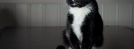 Черный кот с белой грудкой