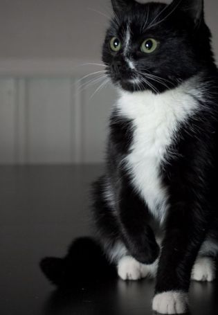 Черный кот с белой грудкой