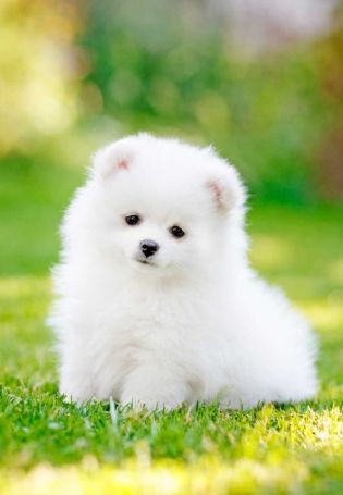 Белая маленькая пушистая собака