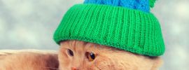 Котенок в шапке
