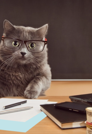 Кот в очках за компьютером