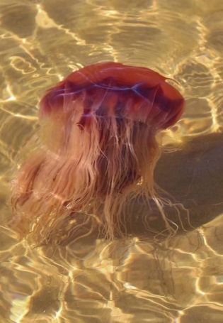 Красные медузы в белом море