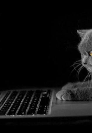 Кот с компьютером