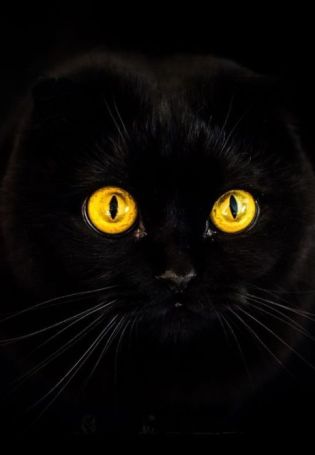 Черный британский вислоухий кот