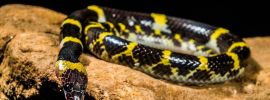 Черная змея с желтыми пятнами