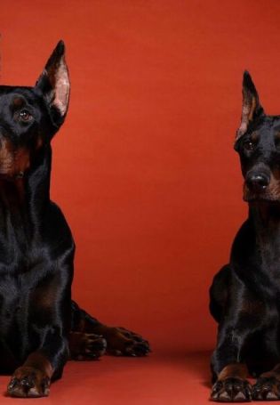 Собаки со стоячими ушами