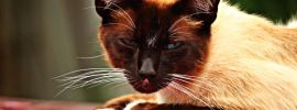 Рыжий сиамский кот