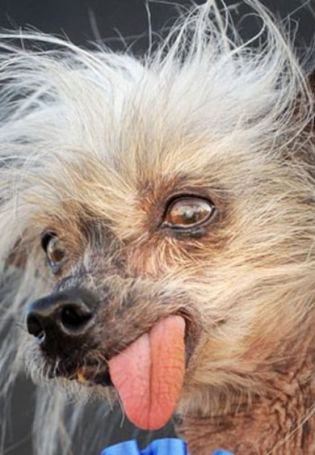 Лысая собака с высунутым языком