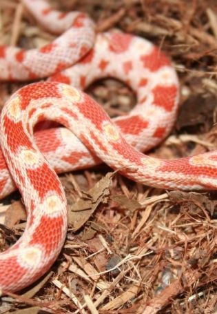 Змея с красными пятнами