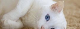 Кошки альбиносы