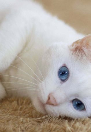 Кошки альбиносы
