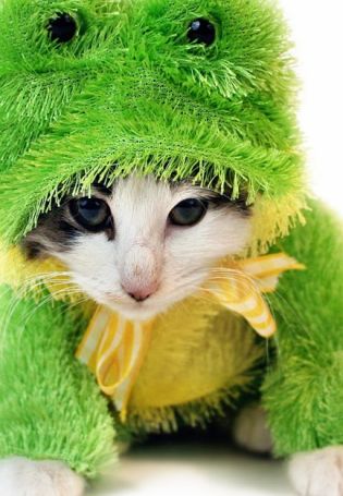 Котик в шапочке лягушки
