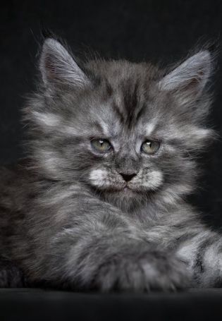 Серый пушистый кот порода