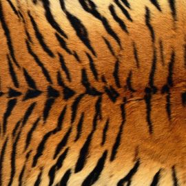 Карликовый тигр