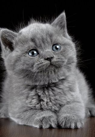 Шотландский серый котенок
