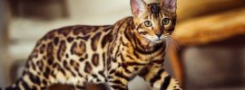 Кошки леопардового окраса