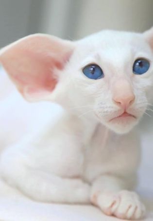 Ориентальная белая кошка