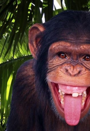 Самые смешные обезьяны