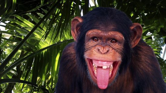Самые смешные обезьяны