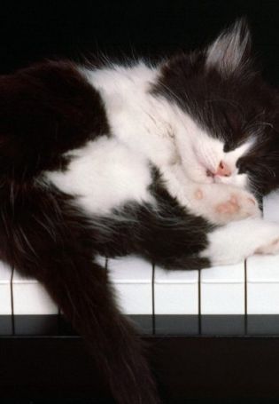 Котик играет на пианино
