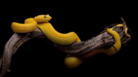Желтая большая змея