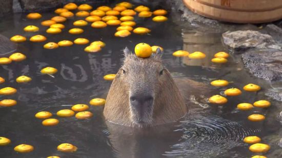 Капибара с мандарином на голове