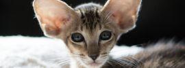 Порода кошек грузин