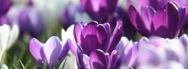 Фиолетовые цветочки весной