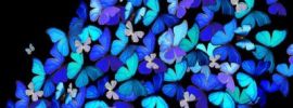 Голубые бабочки эстетика