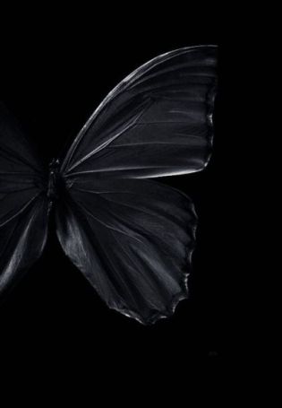 Черные обои с бабочками