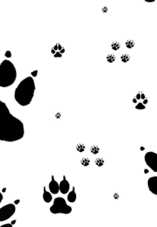 Отпечатки лап собаки и кошки