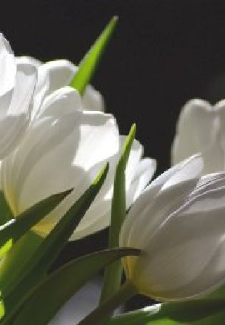 Белые тюльпаны обои