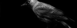 Птица на черном фоне