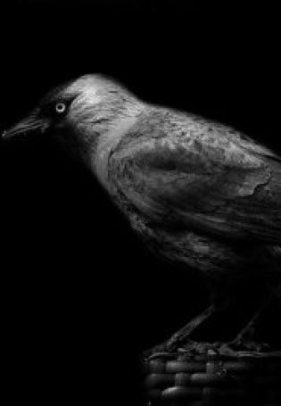 Птица на черном фоне