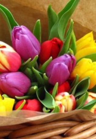 Поздравительные открытки с тюльпанами
