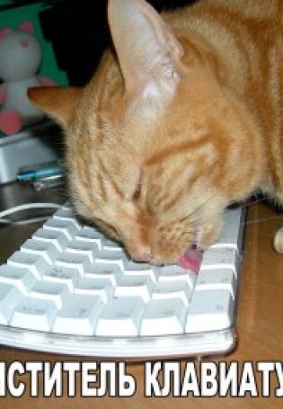 Кот печатает на клавиатуре