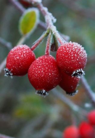 Красная осенняя ягода