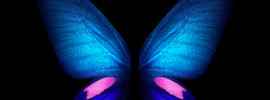 Темные обои с бабочками