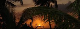 Обои закат с пальмами