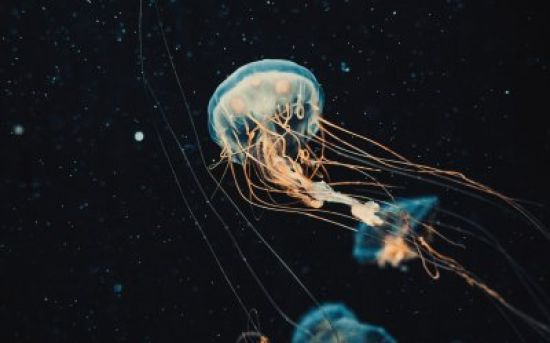 Медуза заставки