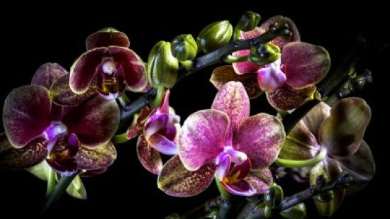 Орхидеи на заставку