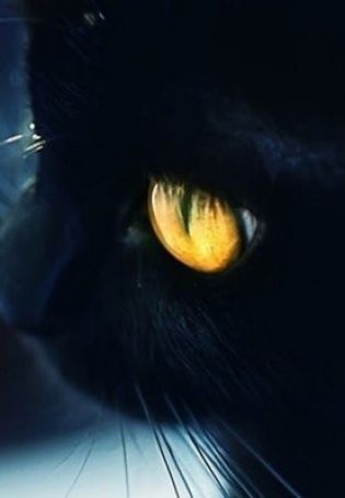 Черный кот с красными глазами