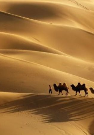 Фон пустыня с верблюдами