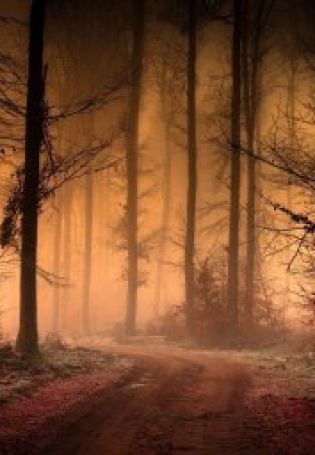 Мрачный туманный лес
