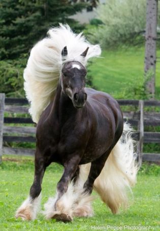 Черная лошадь с белой гривой